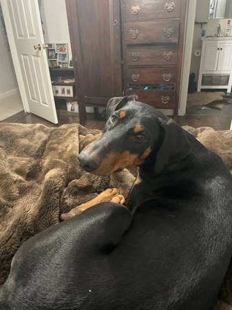 Rehoming 6 month old female Doberman