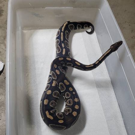 Rehoming Ball Python collection