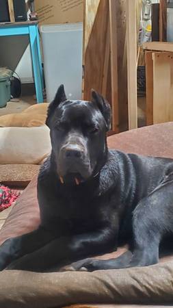 CANE CORSO