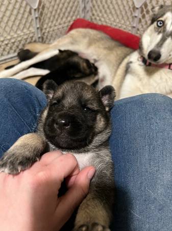 Husky/ German Shepherd Mix Puppies