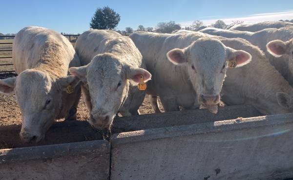 Charolias Herd Bulls