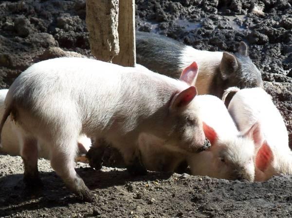 4–feeder- pigs —weaning and feeder