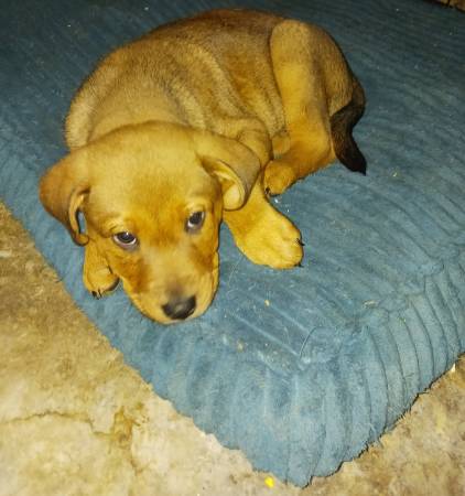 German Shepherd/Rottweiler Puppies