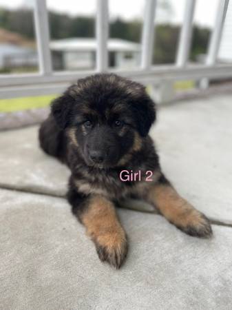 ACA German Shepherd