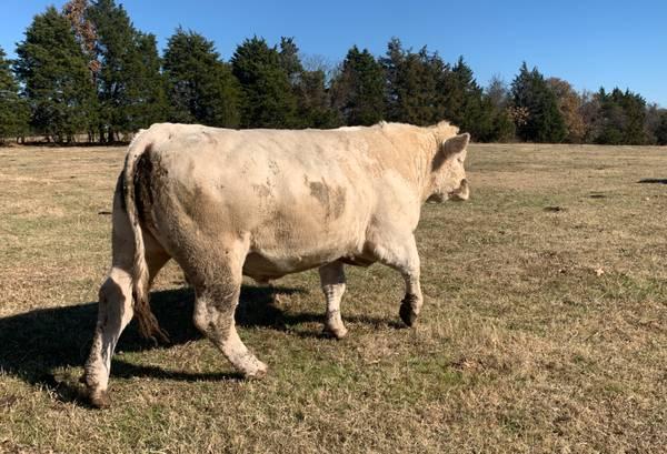 Charolias Herd Bulls