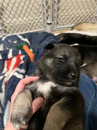 Husky/ German Shepherd Mix Puppies