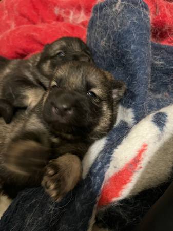 Husky/ German Shepherd Mix Puppies