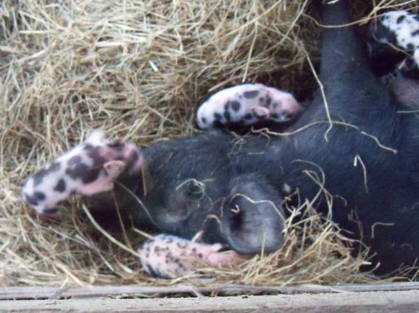 4–feeder- pigs —weaning and feeder