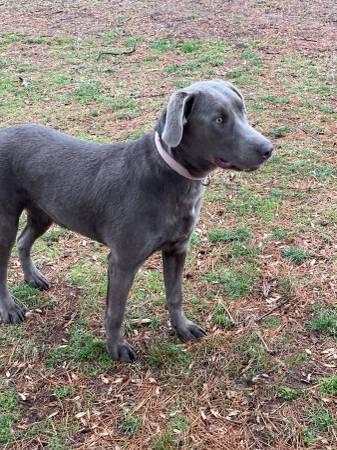 7 month old silver lab female