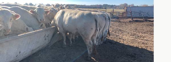 Charolias Herd Bulls