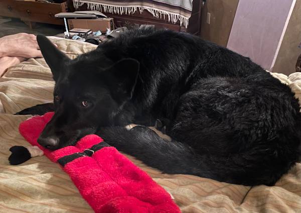 Lost all black German Shepherd