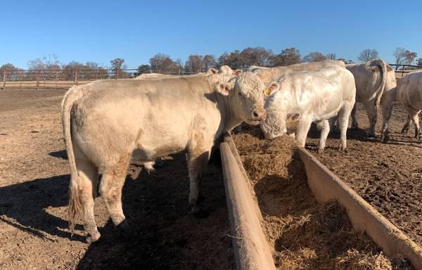 Charolias Herd Bulls