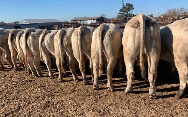 Charolias Herd Bulls