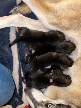 Husky/ German Shepherd Mix Puppies