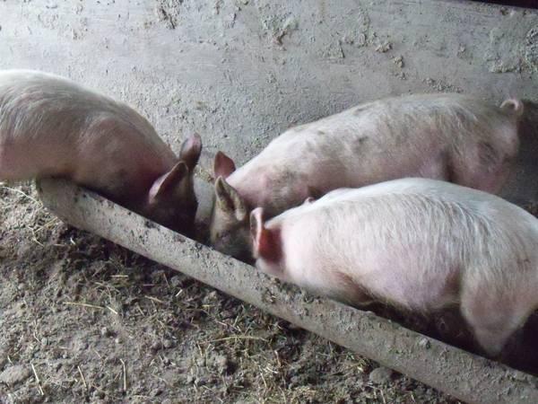 4–feeder- pigs —weaning and feeder