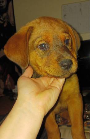 German Shepherd/Rottweiler Puppies