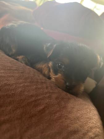 Puppy (Yorkie)