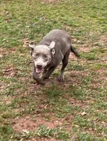 7 month old silver lab female