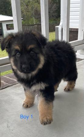 ACA German Shepherd