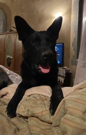 Lost all black German Shepherd