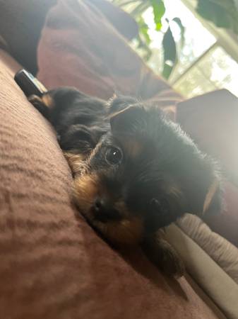 Puppy (Yorkie)