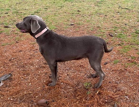 7 month old silver lab female