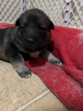 Husky/ German Shepherd Mix Puppies